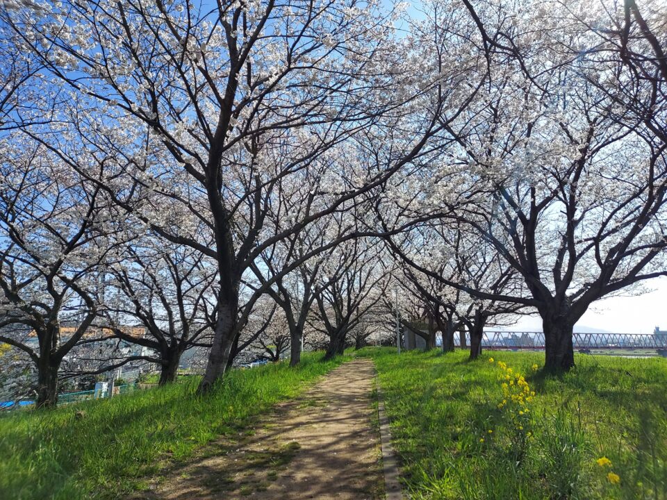 大野川河川敷の桜並木