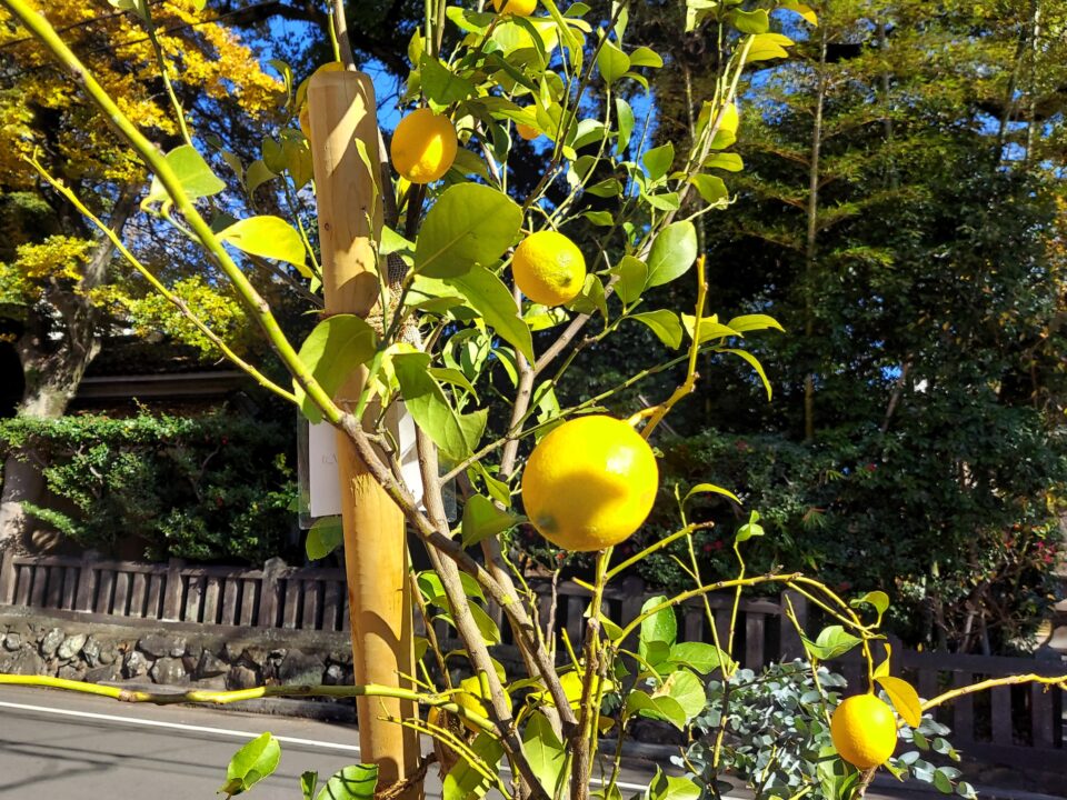 「Barjunne（バルジュン）」の自家栽培レモン