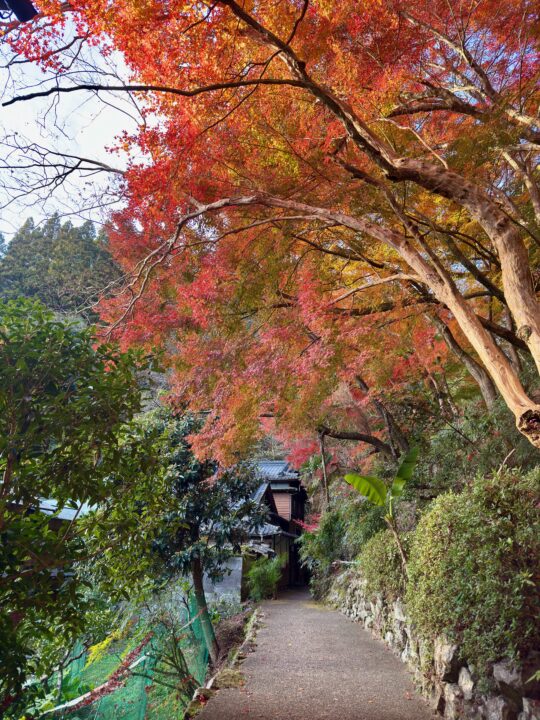 白馬渓(臼杵市前田馬代)