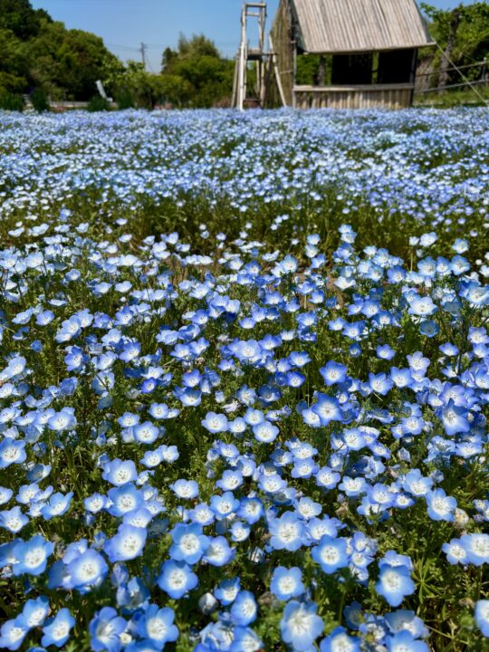 おかばる花公園