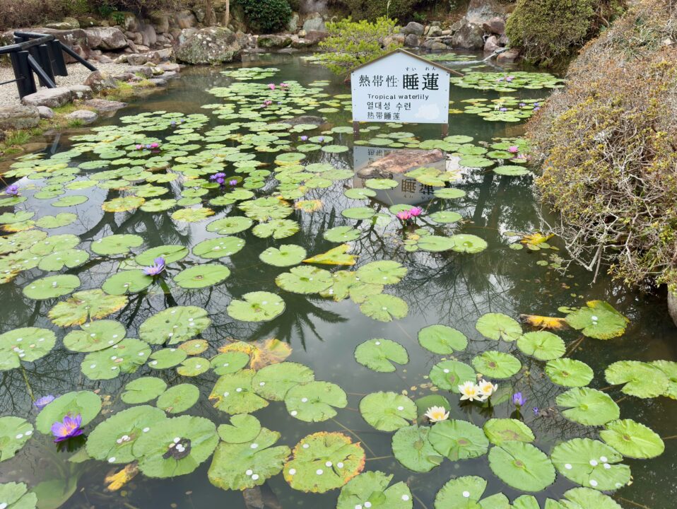 「海地獄」熱帯性睡蓮