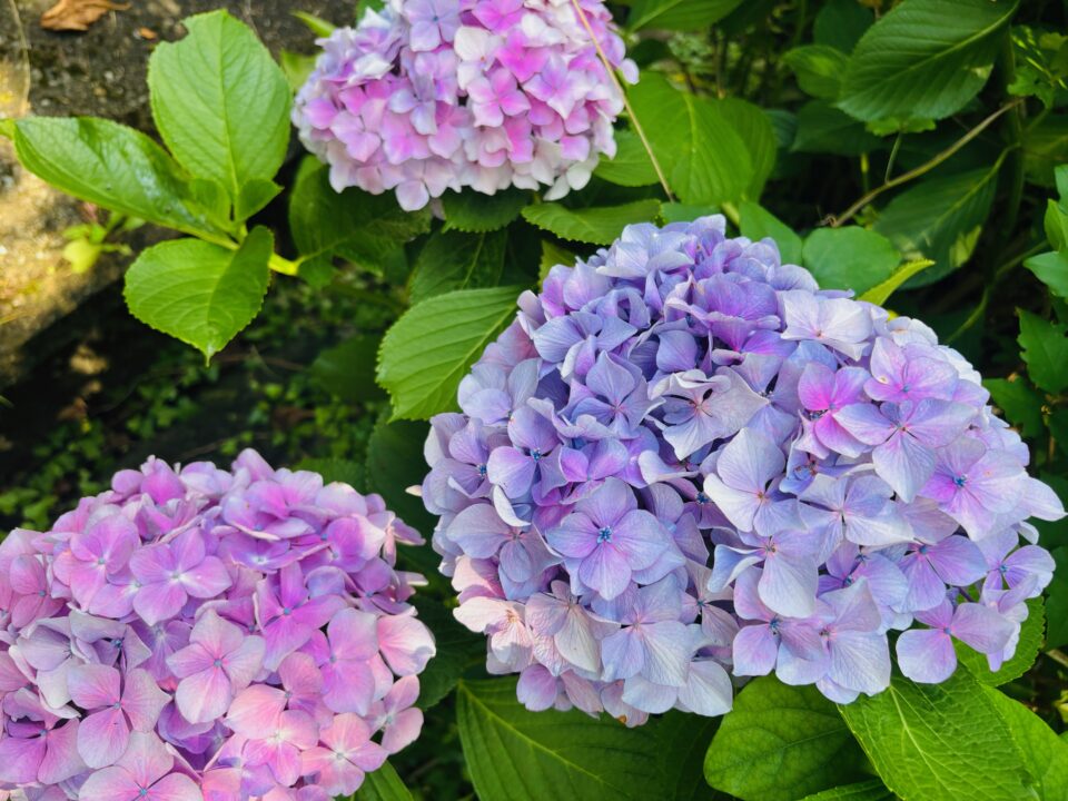 「ル シエル」紫陽花
