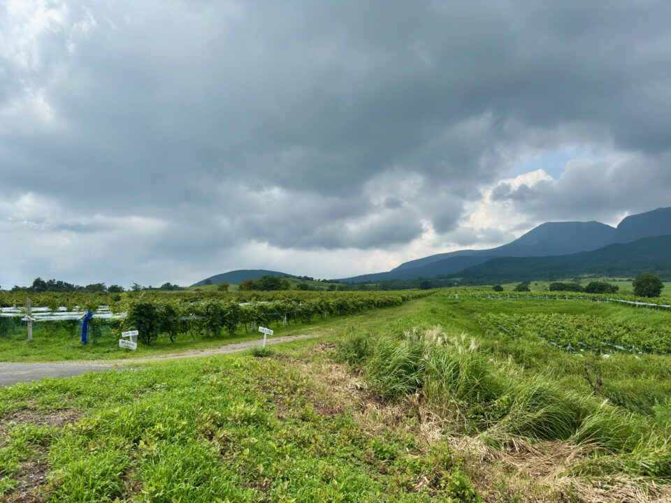 「久住ワイナリー」テラス席からの眺め
