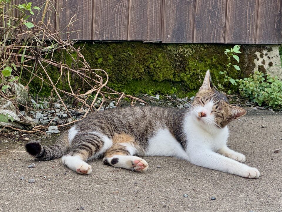 「竹田の中華そば こっとん」猫