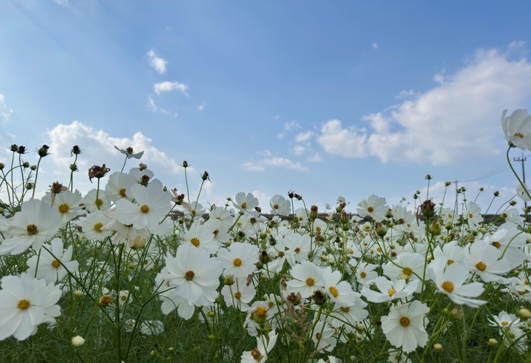 三光コスモス祭り2025