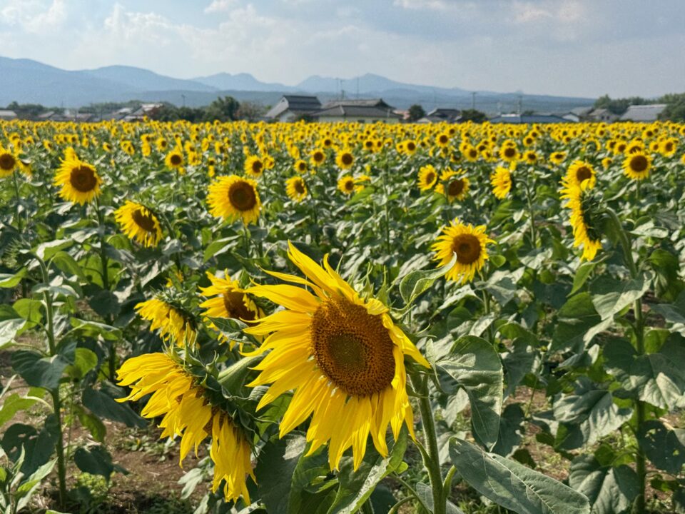 三光コスモス祭り2025