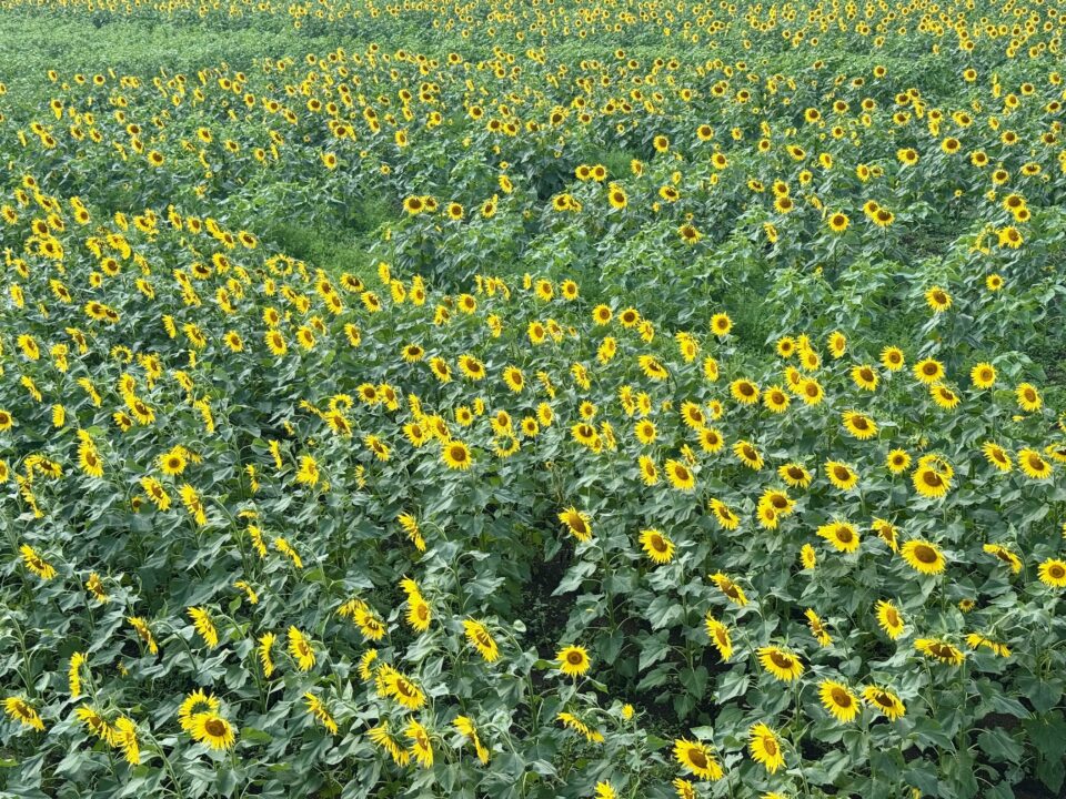 三光コスモス祭り2025