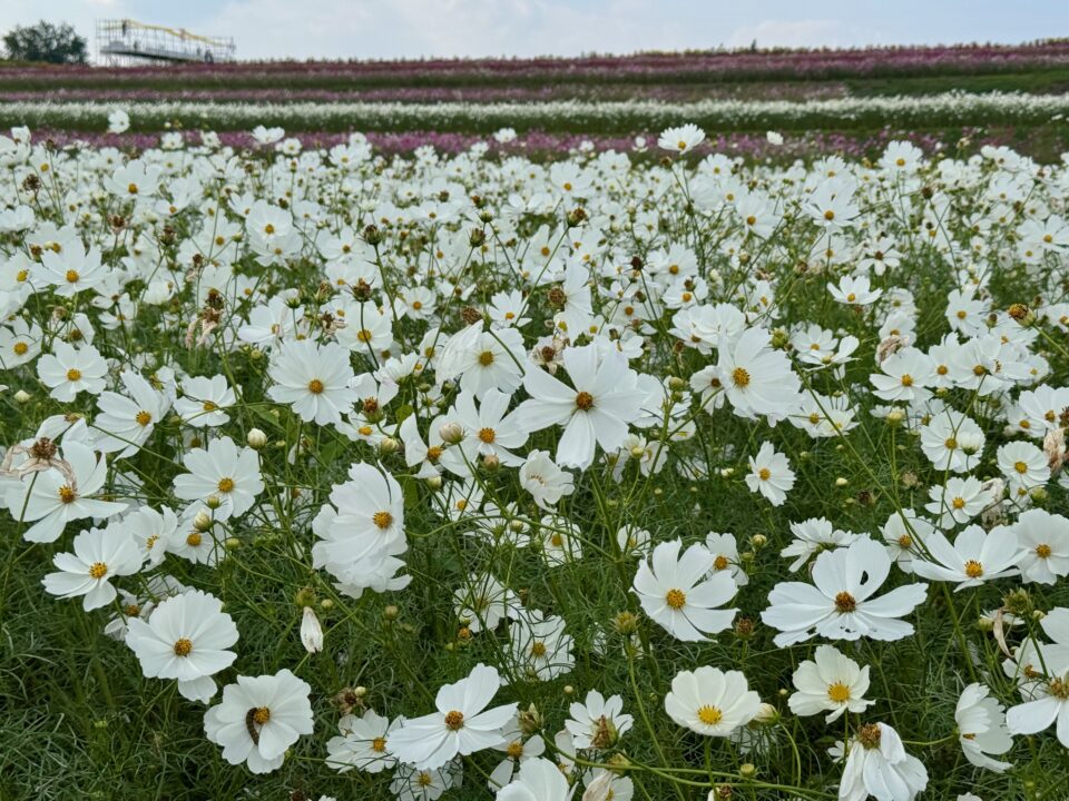 三光コスモス祭り2025