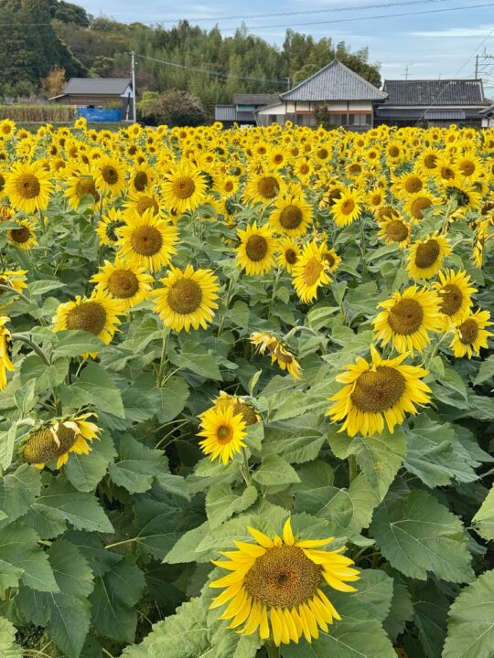 龍神社近くのひまわり畑
