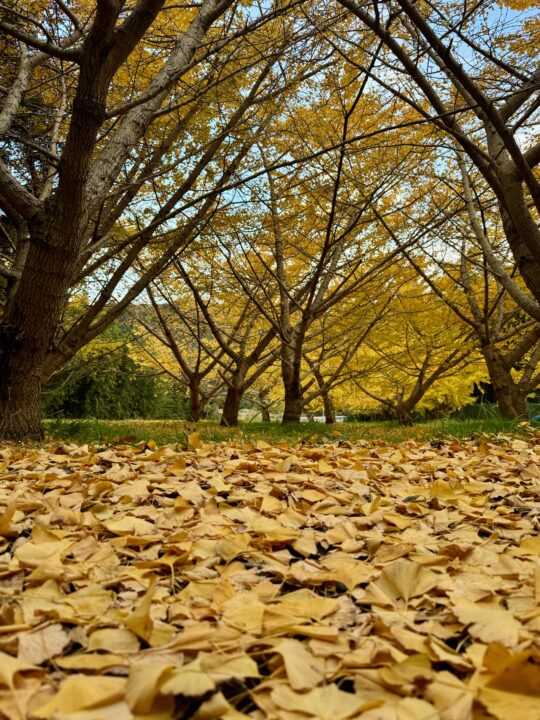 銀杏の木