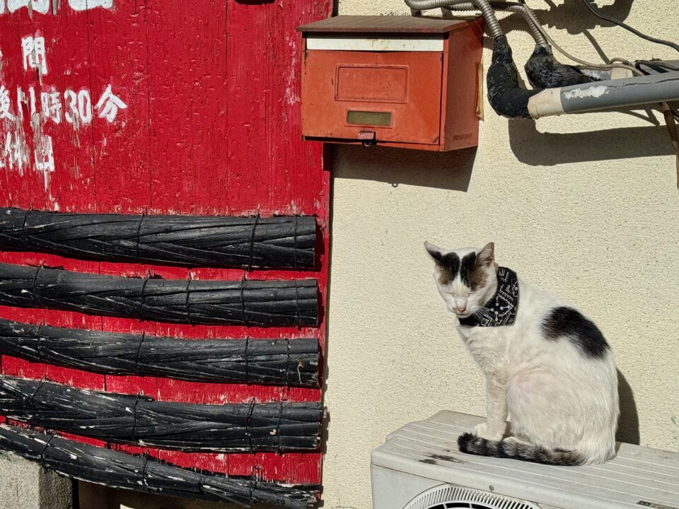 竹瓦温泉周辺の猫