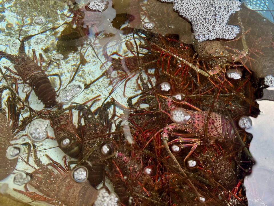 かまえインターパーク 海べの市