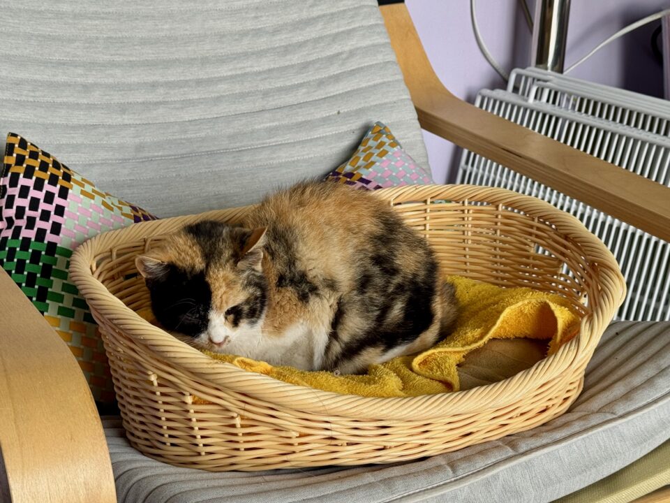 「OZI CAFE HIMESHIMA（オージーカフェヒメシマ）」店内