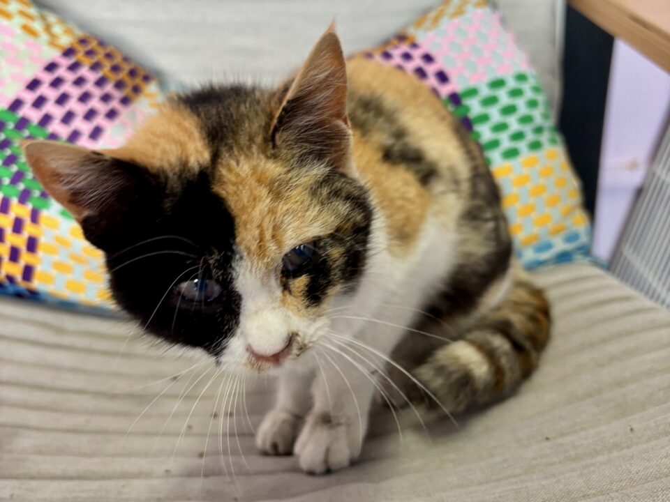 「OZI CAFE HIMESHIMA（オージーカフェヒメシマ）」店内