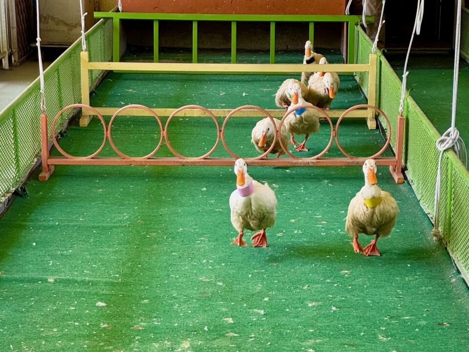 「AHIRU CAFE 八わのあひる」あひるの競争