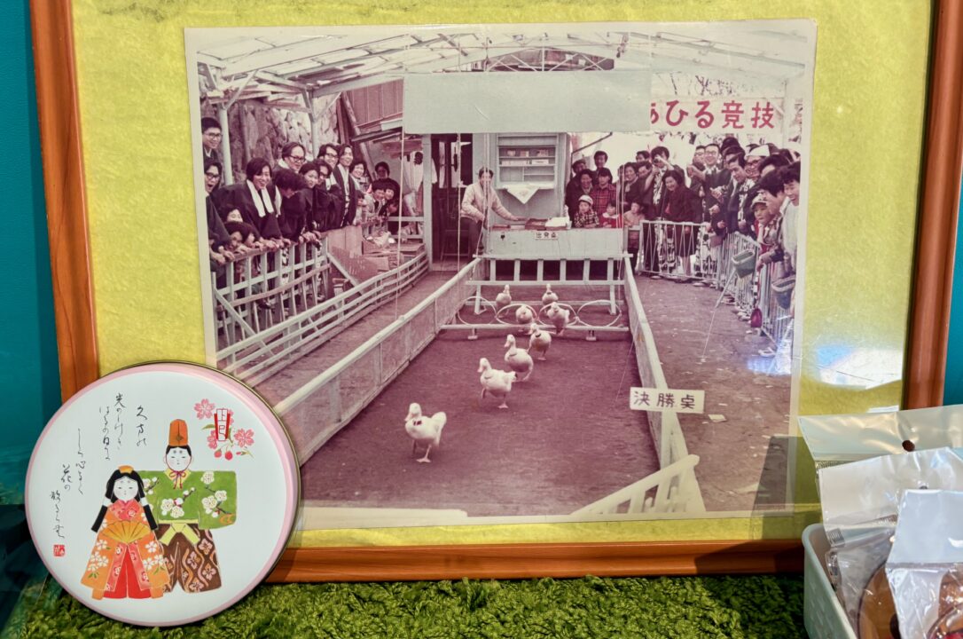 「AHIRU CAFE 八わのあひる」あひるの競争