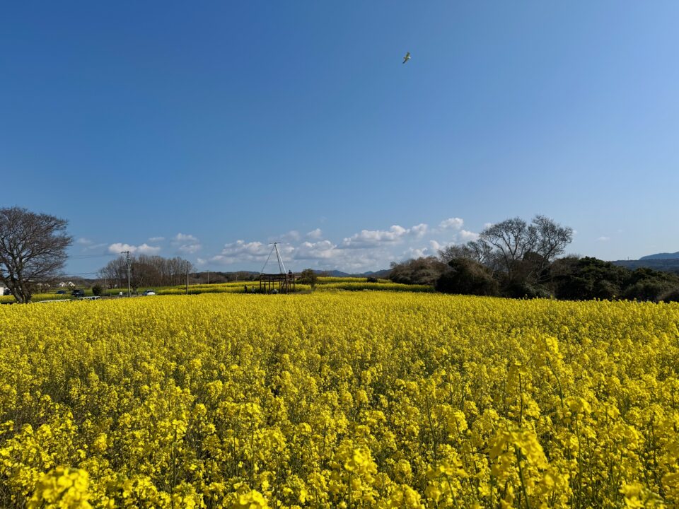 菜の花フェスタ2026