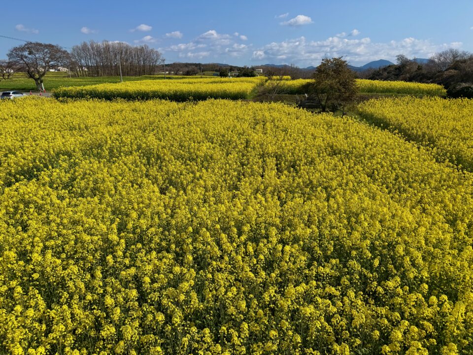 菜の花フェスタ2026