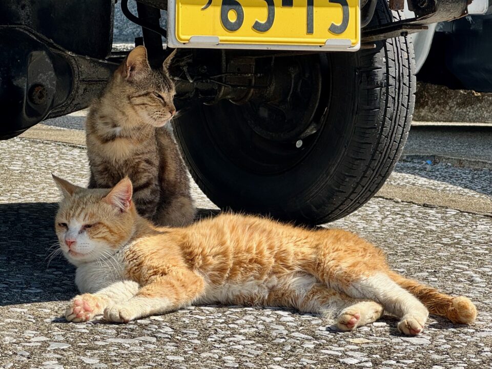保戸島の猫たち