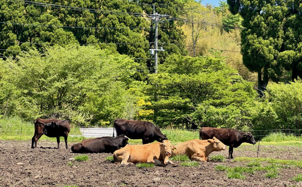 阿蘇市スズラン自生地公園