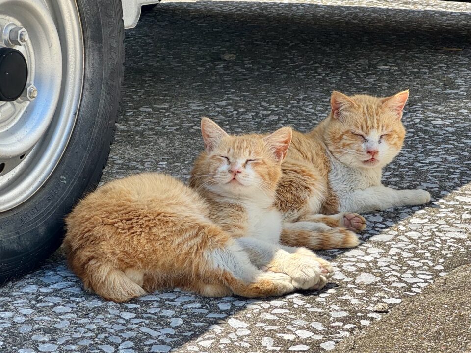保戸島の猫たち