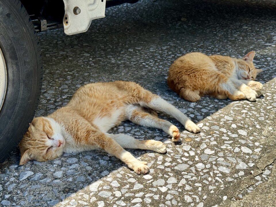 保戸島