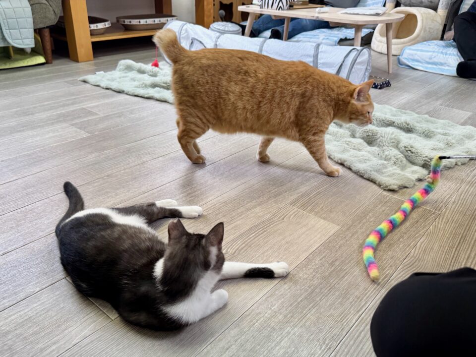 「保護猫カレー屋299」保護猫カフェ