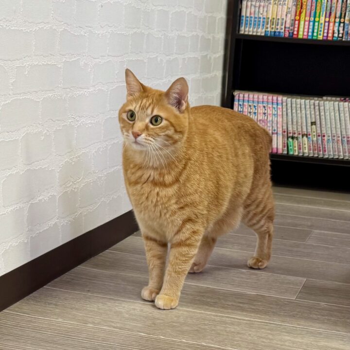 「保護猫カレー屋299」保護猫カフェ