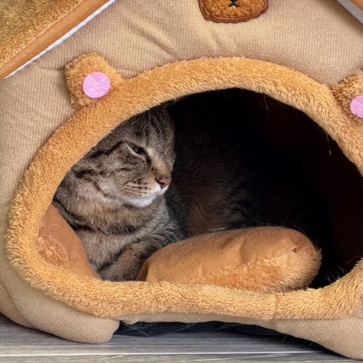 「保護猫カレー屋299」保護猫カフェ