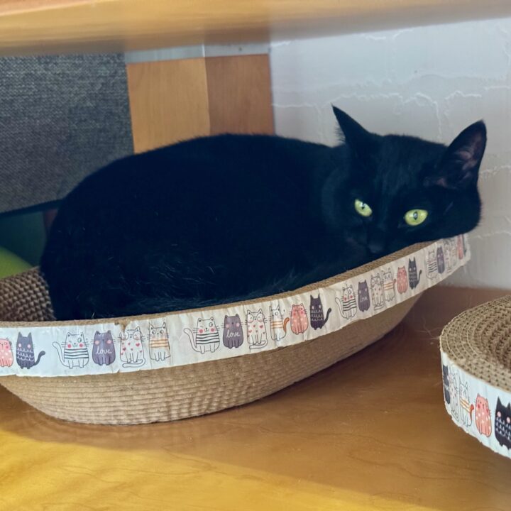 「保護猫カレー屋299」保護猫カフェ