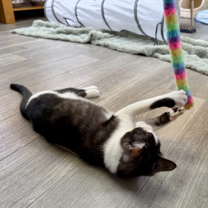 「保護猫カレー屋299」保護猫カフェ