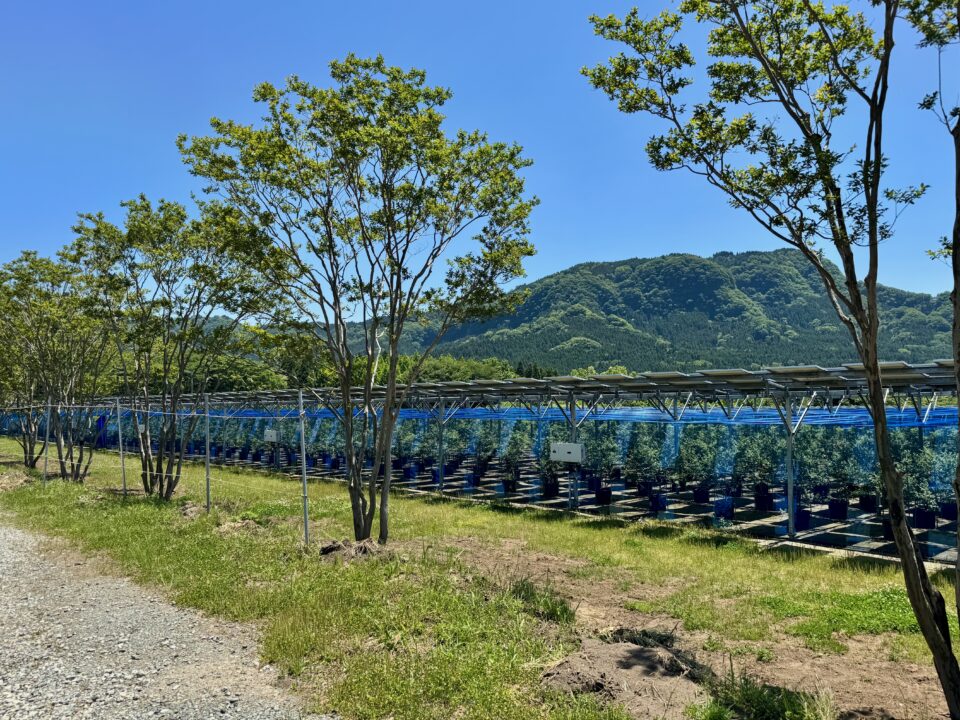 大阿蘇ブルーベリー園