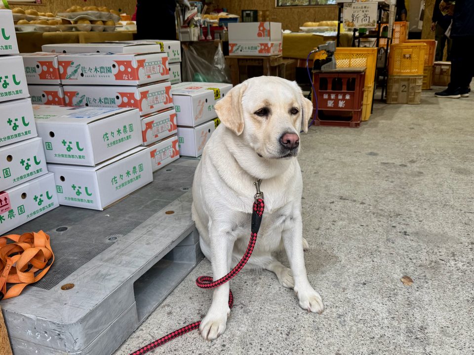 「農園カフェ のんびり」看板犬