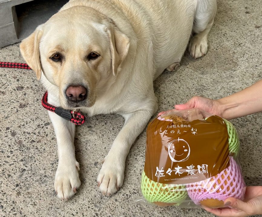 「農園カフェ のんびり」新高＆看板犬